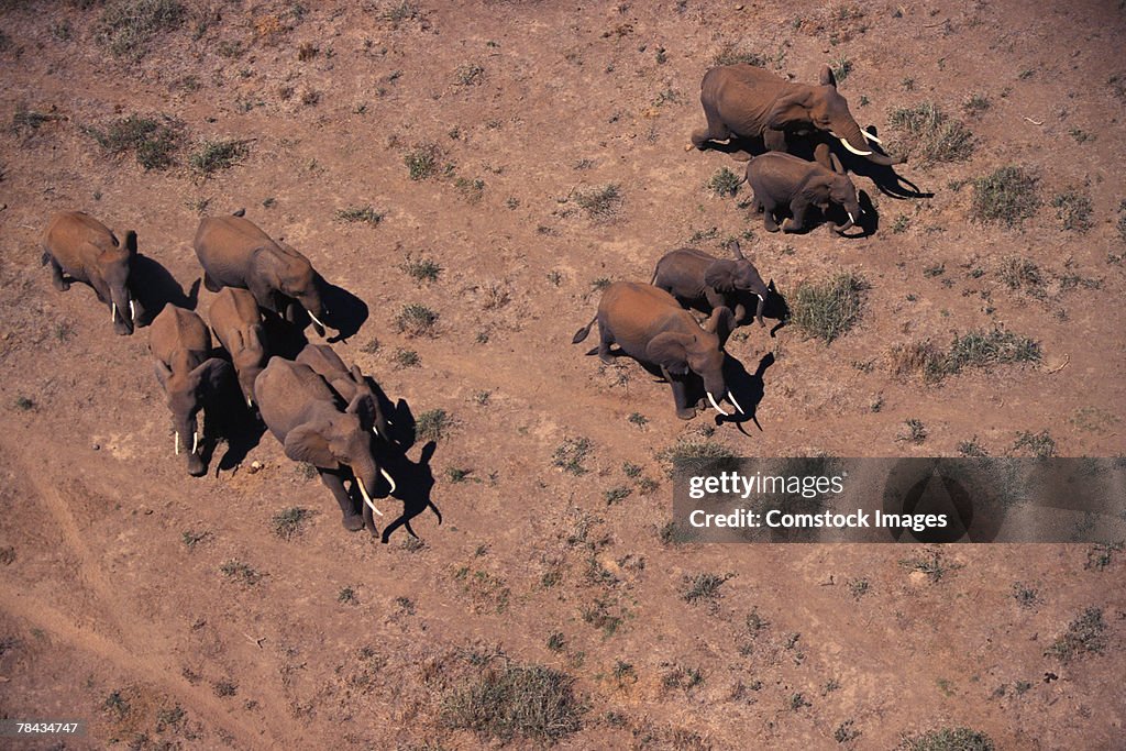 Herd of African elephants , Kenya , Africa