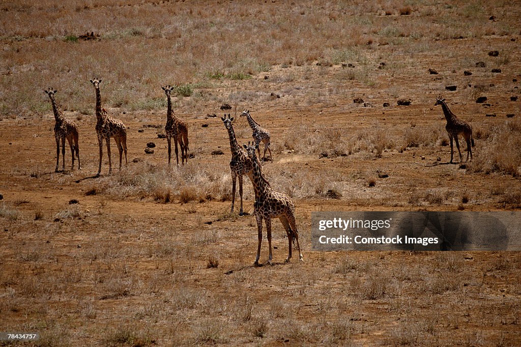 Giraffes , Kenya , Africa