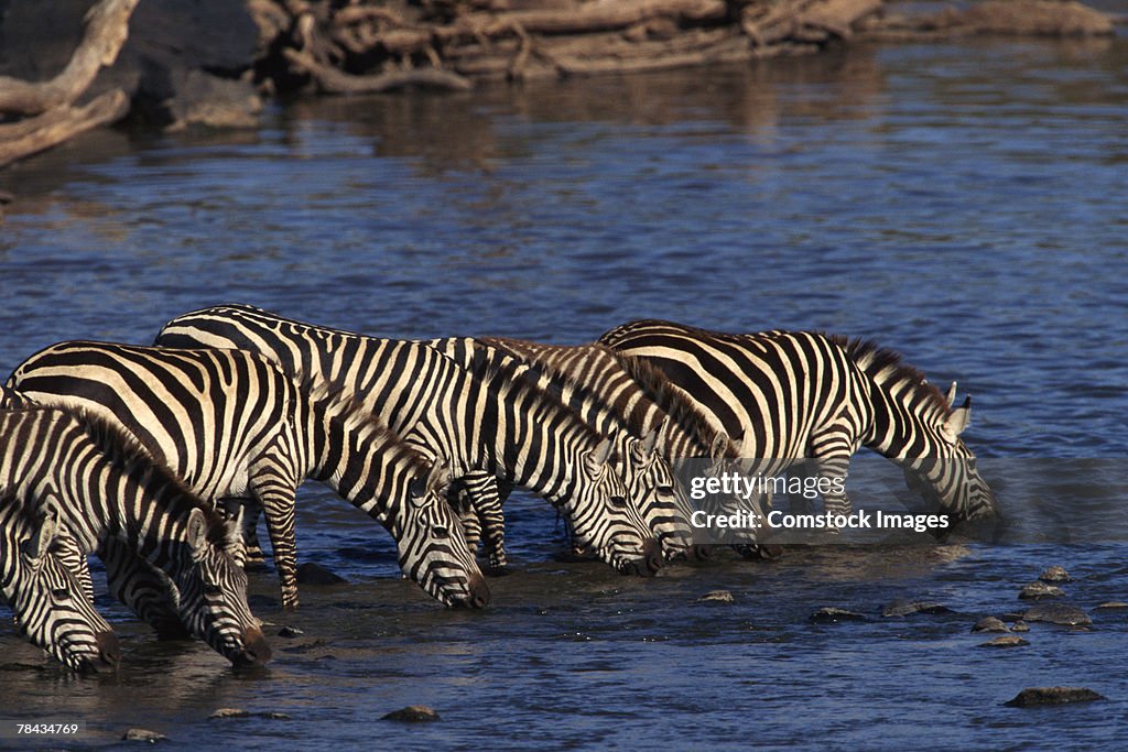 Zebras drinking water , Kenya , Africa