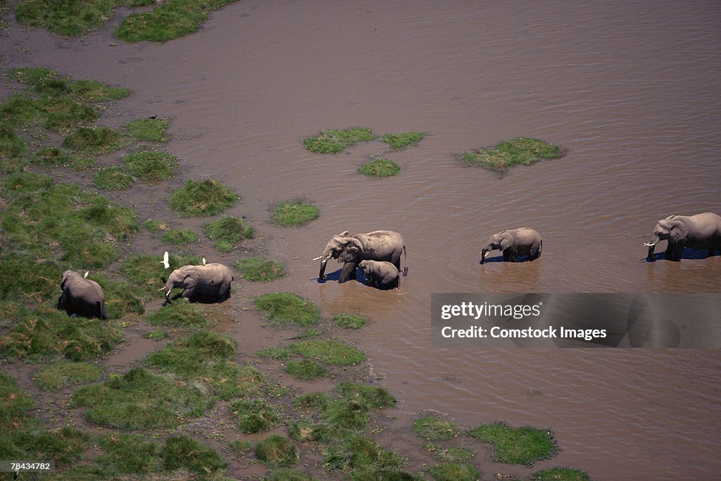 Aerial view of elephants crossing river , Kenya , Africa