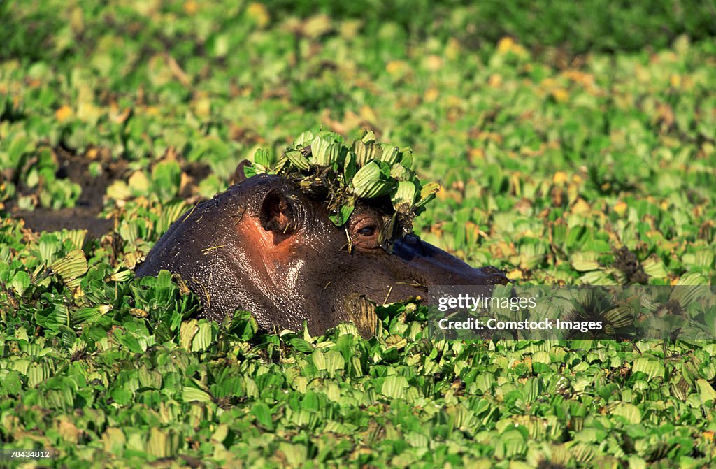 Hippopotamus surfacing , Kenya , Africa