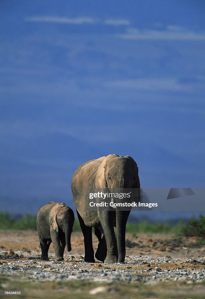 African elephant with offspring , Kenya , Africa