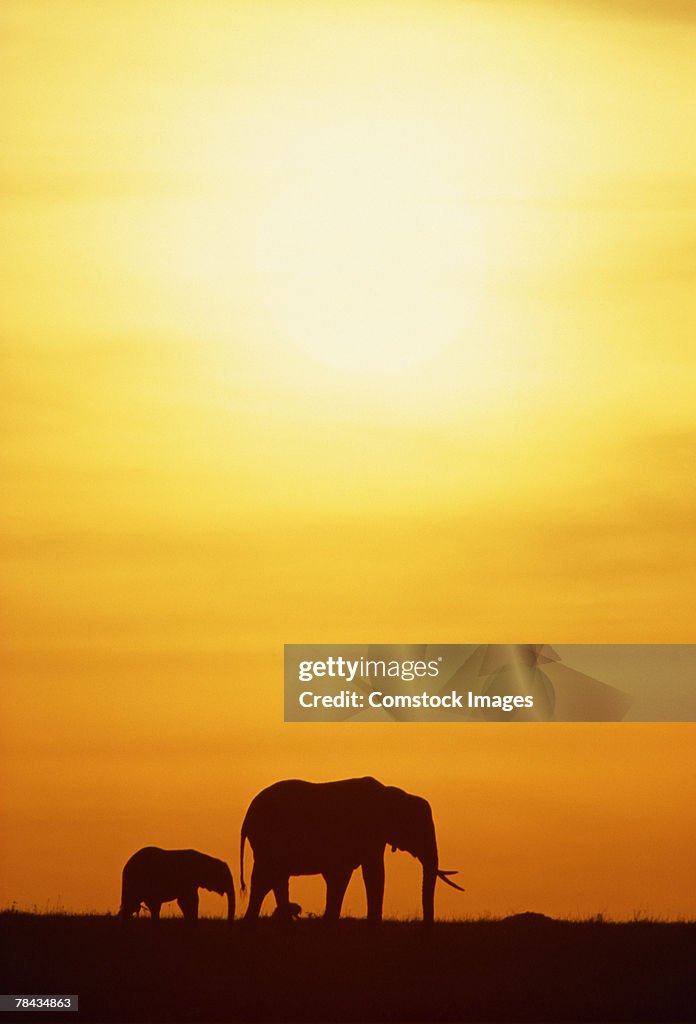 Elephant with offspring at sunset , Kenya , Africa