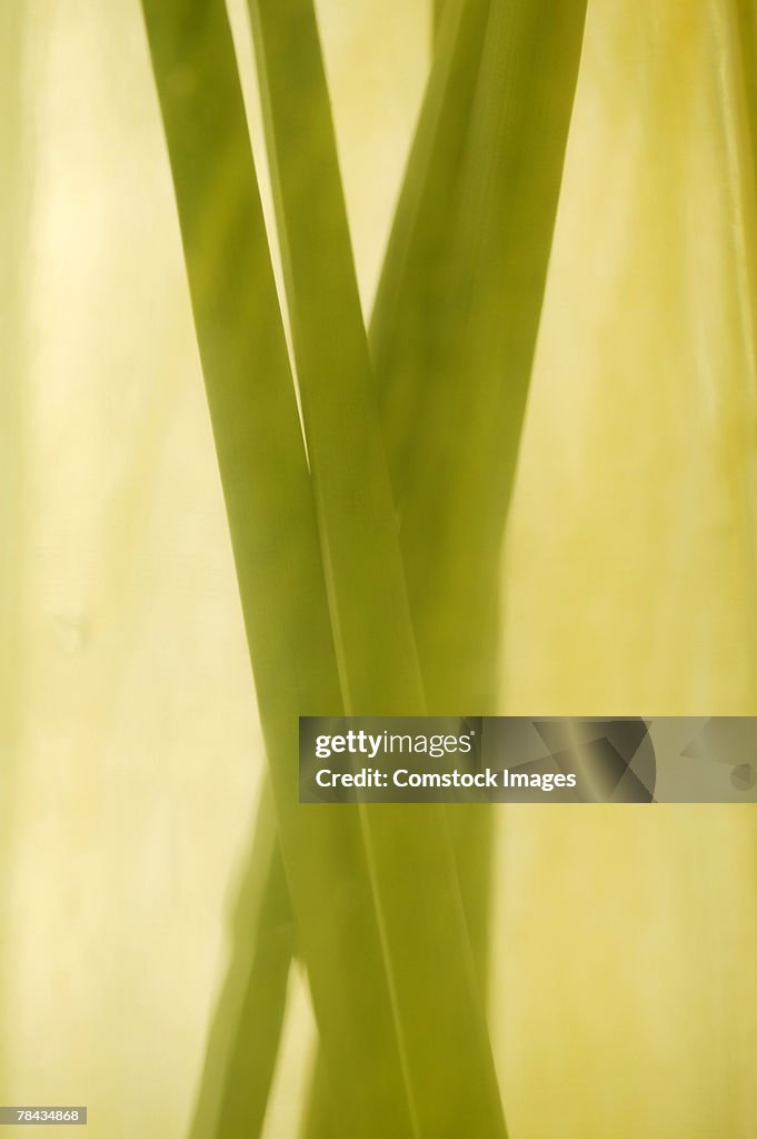 Stems in water