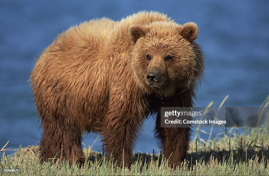 Grizzly bear , Alaska