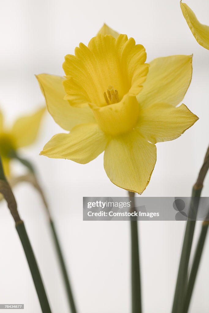 Daffodil