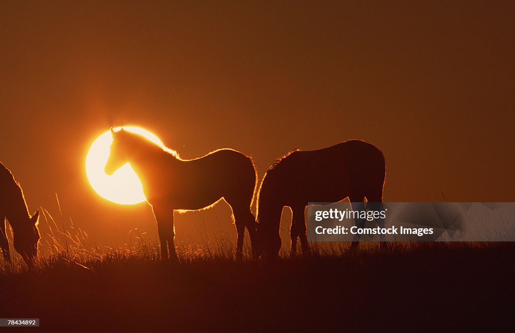 Spanish Mustangs at sunset , Wyoming