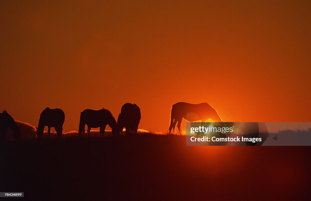 Spanish Mustangs grazing at sunset , Wyoming