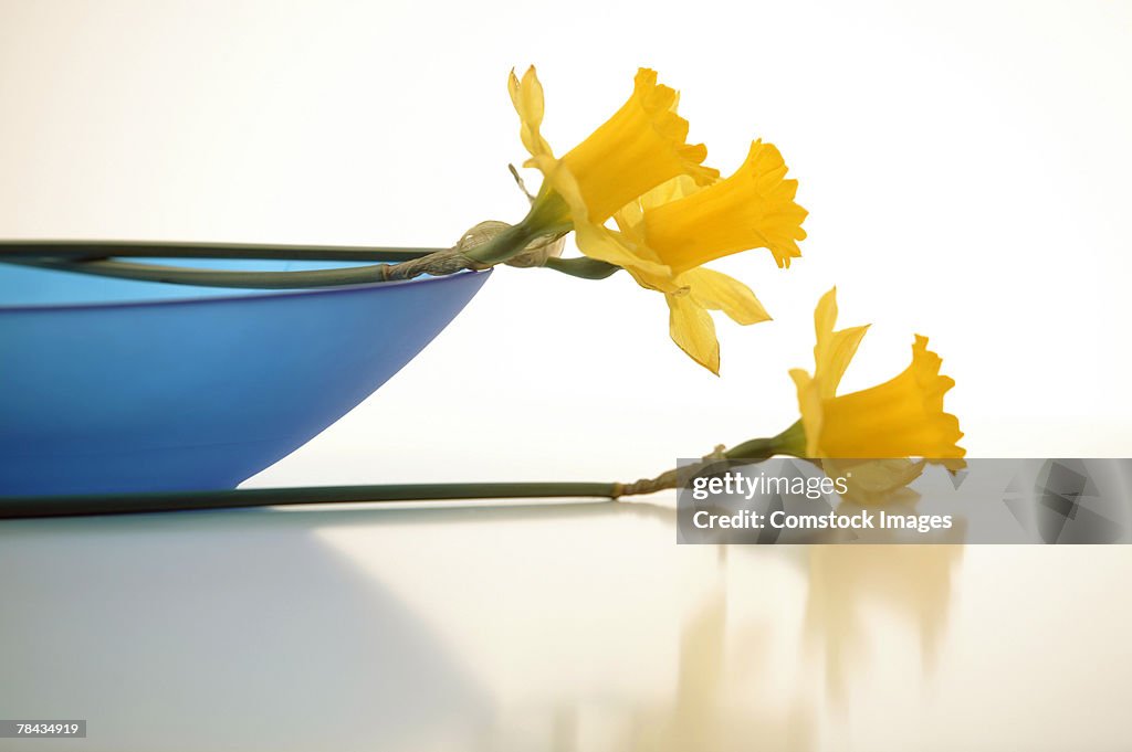 Daffodils