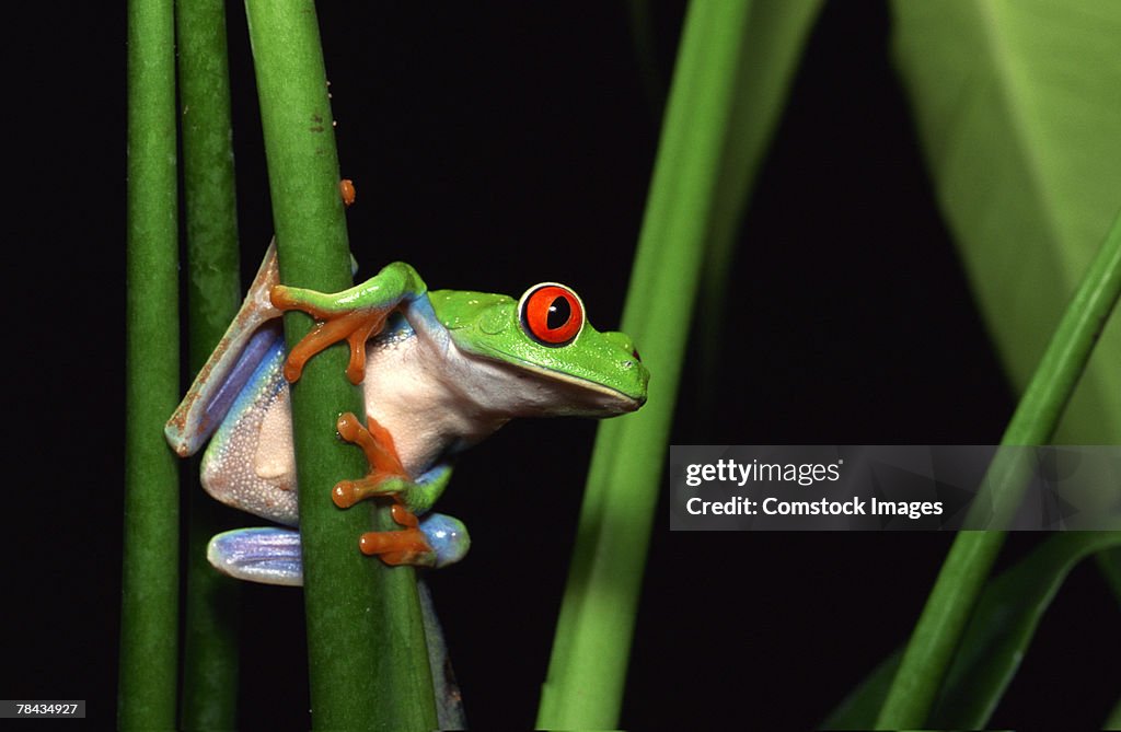 Red-eyed tree frog clinging to plant