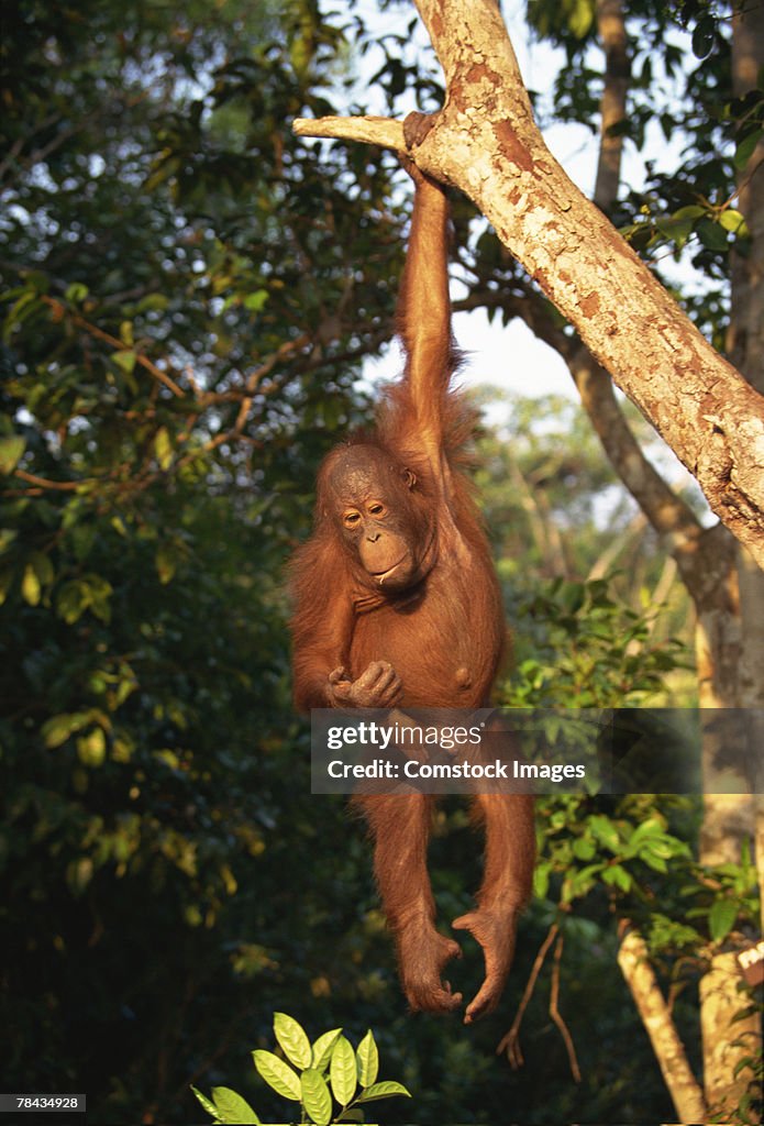 Orangutan hanging from tree in Borneo