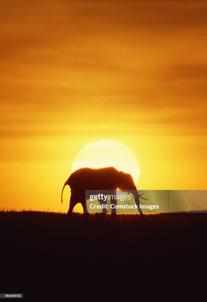 African elephant at sunset , Kenya , Africa