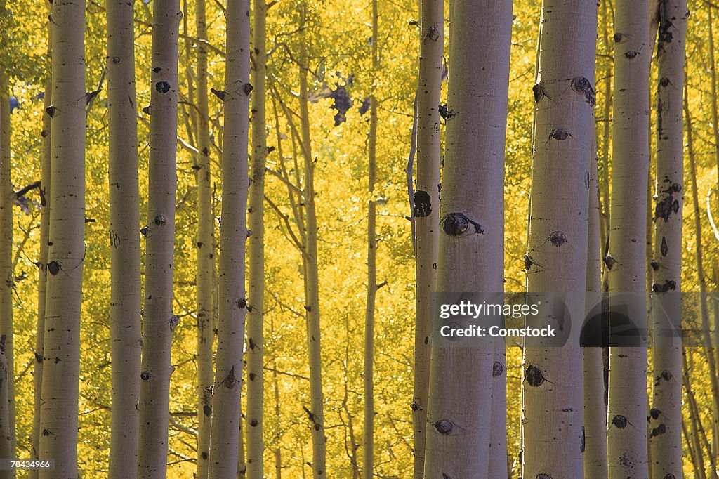 Grove of aspen trees or birch trees