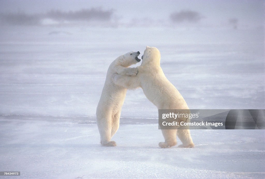 Polar bears fighting upright
