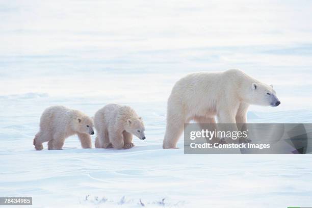 mother polar bear walking with cubs , canada - polar bear cub stock pictures, royalty-free photos & images