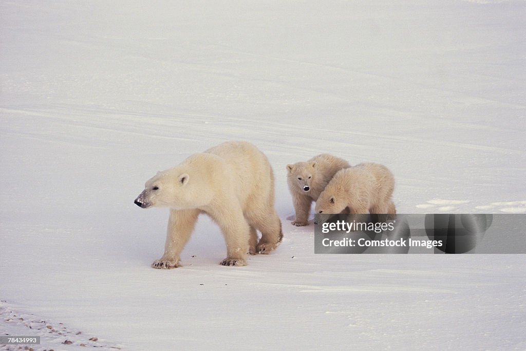 Mother polar bear walking with cubs , Canada