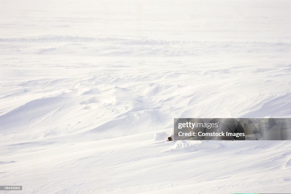 Polar bear sleeping in snow , Canada