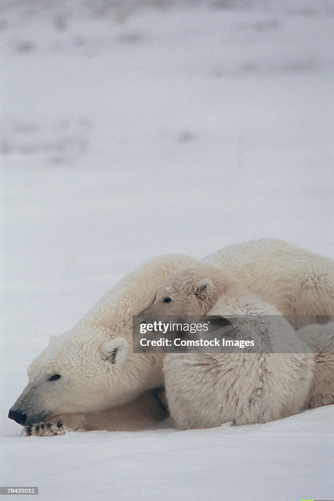 Mother polar bear nestling with cub , Canada