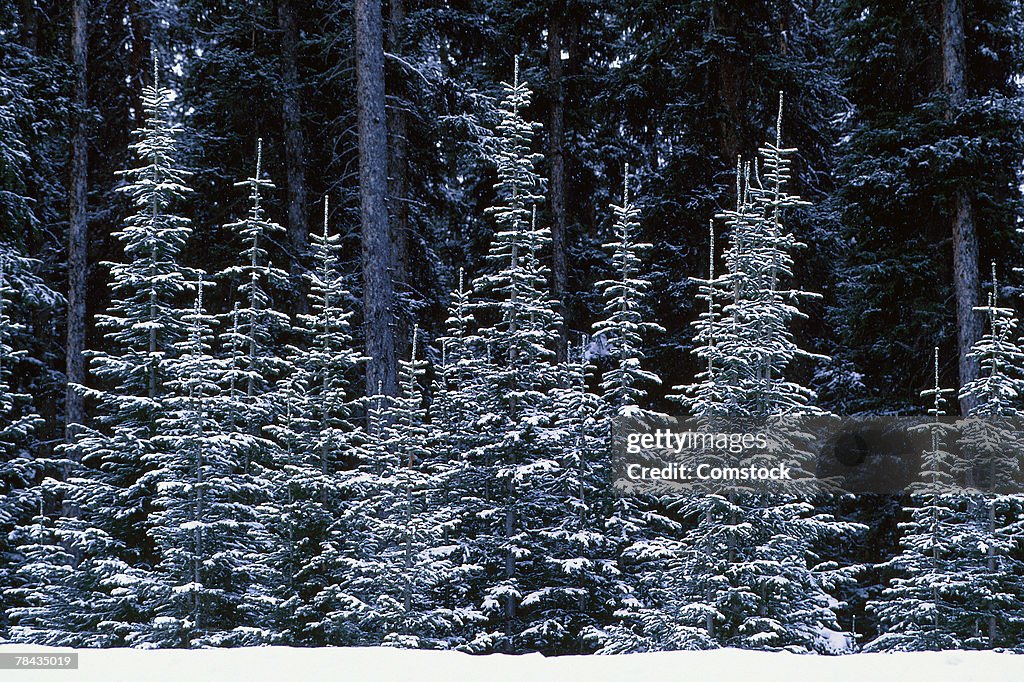 Fir trees in winter