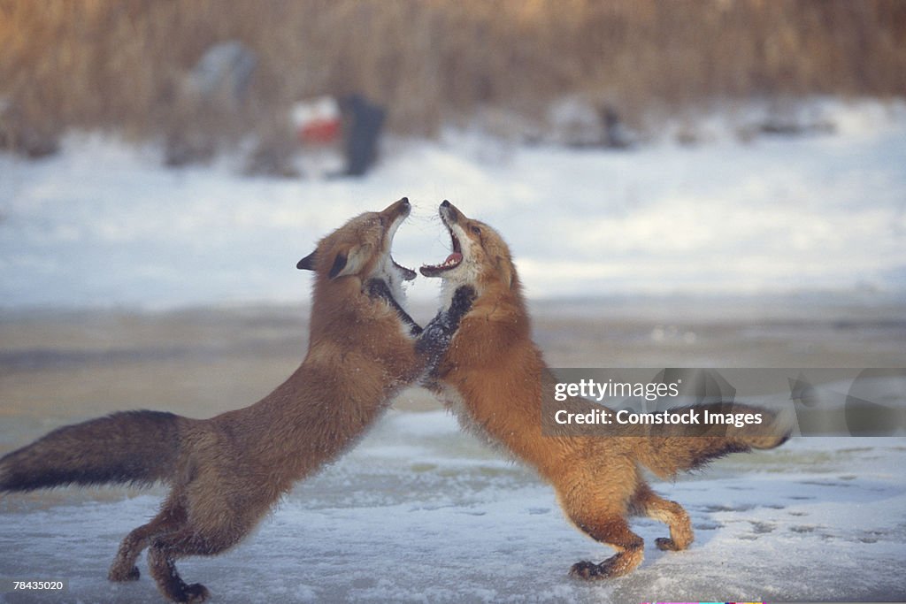 Fox Fight Red Foxes Fighting Upright Canada High-Res Stock Photo - Getty Images