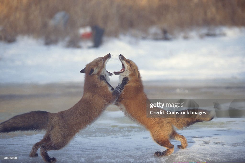 Red foxes fighting upright , Canada