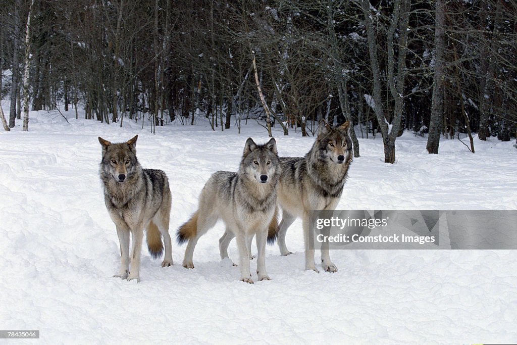 Pack of wolves , Canada