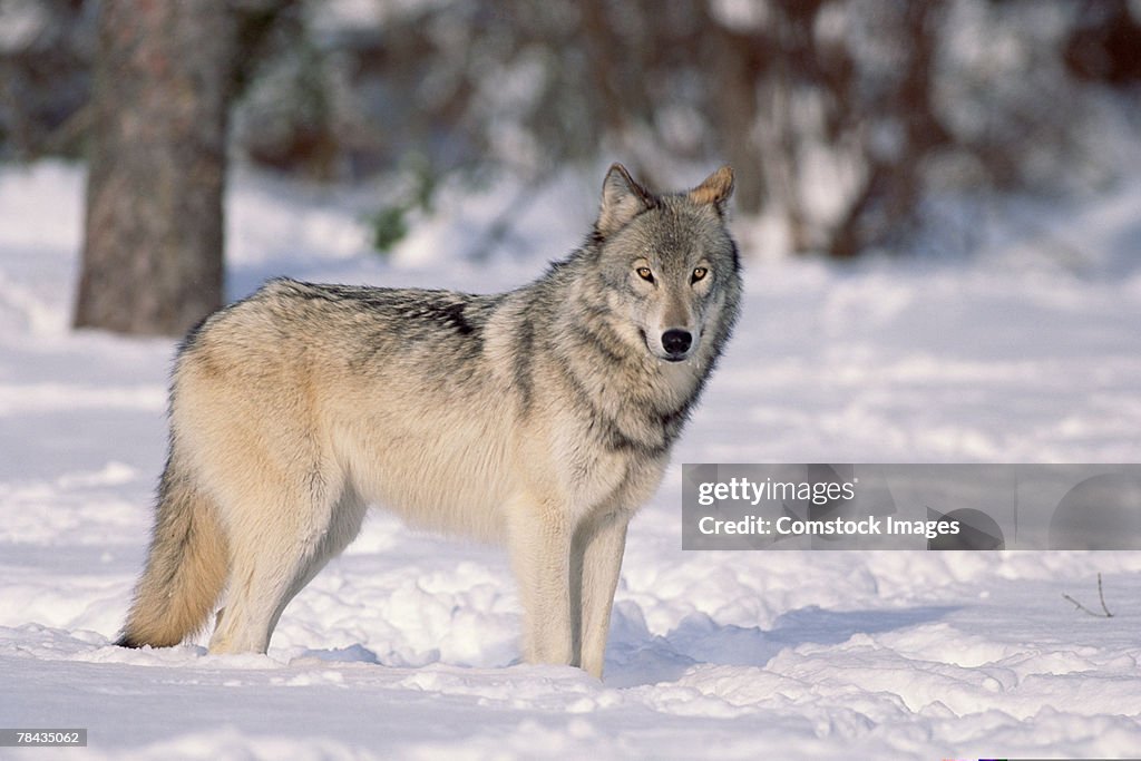 Wolf in snow , Canada