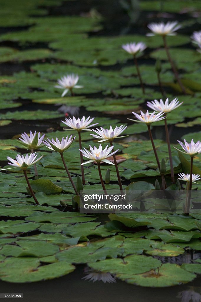 Water lilies