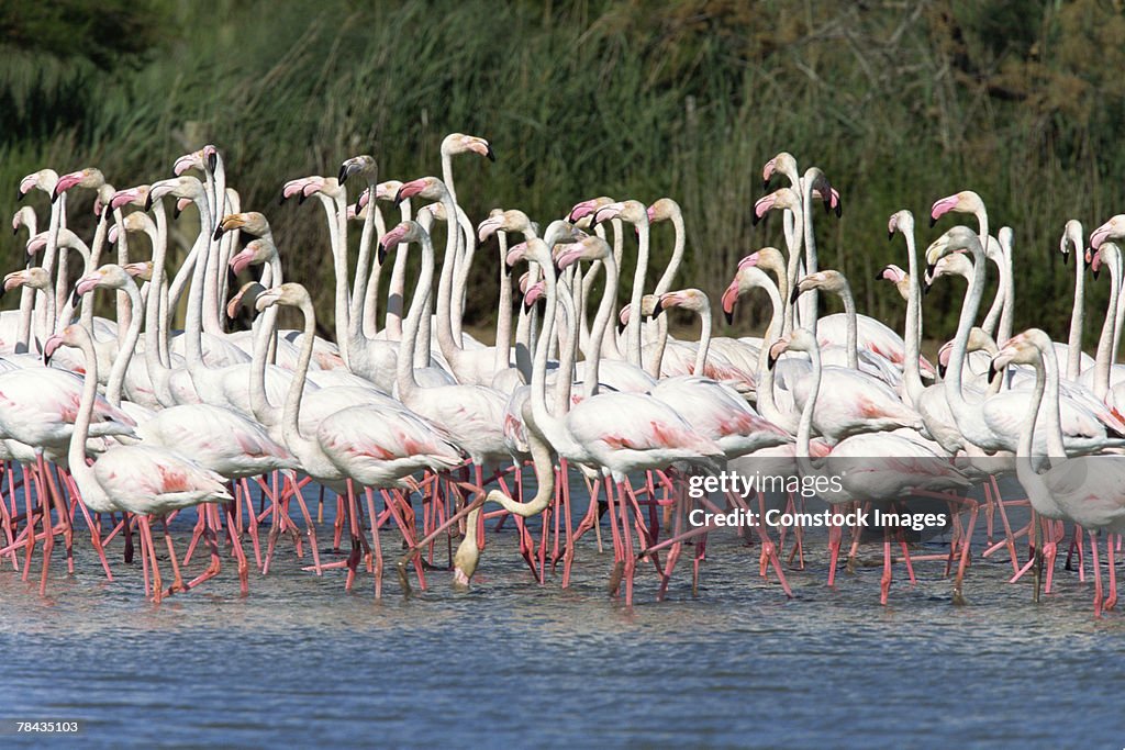 Flock of flamingos wading , France