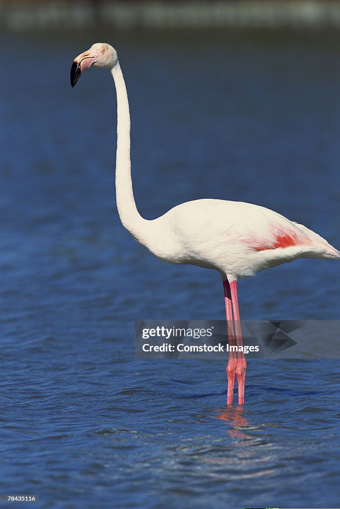 Flamingo wading in water