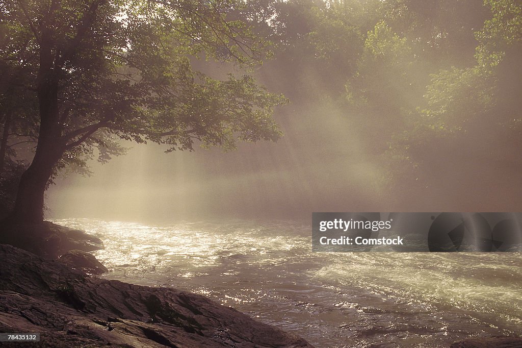 Stream with tree and sunbeams
