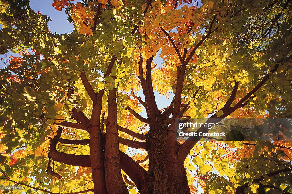 Maple trees in autumn