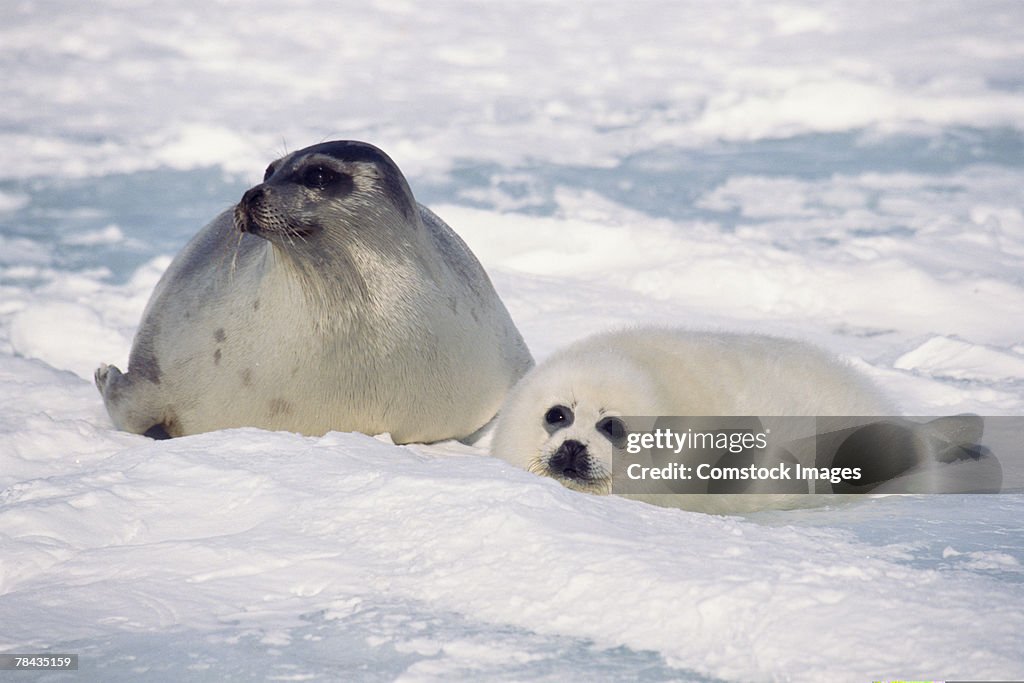 Mother and cub harp seals , Canada