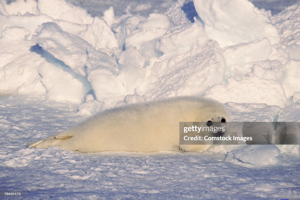 Harp seal in snow , Canada