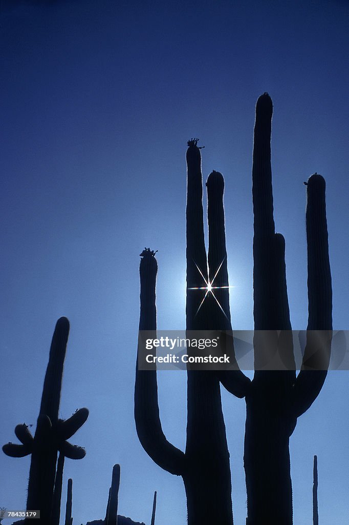 Saguaro cacti