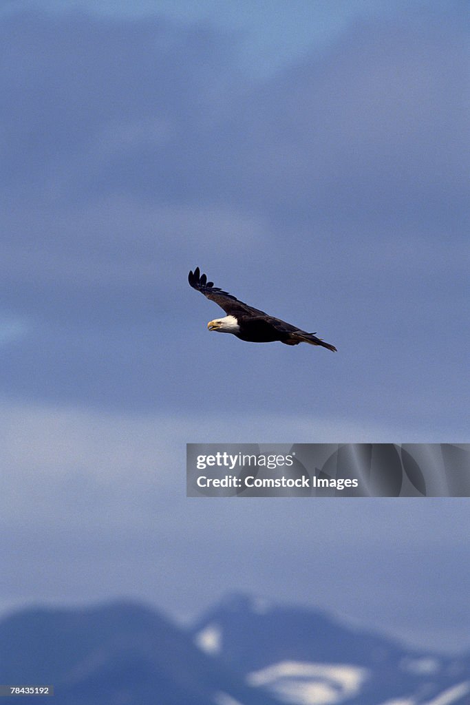 Bald eagle flying , Alaska