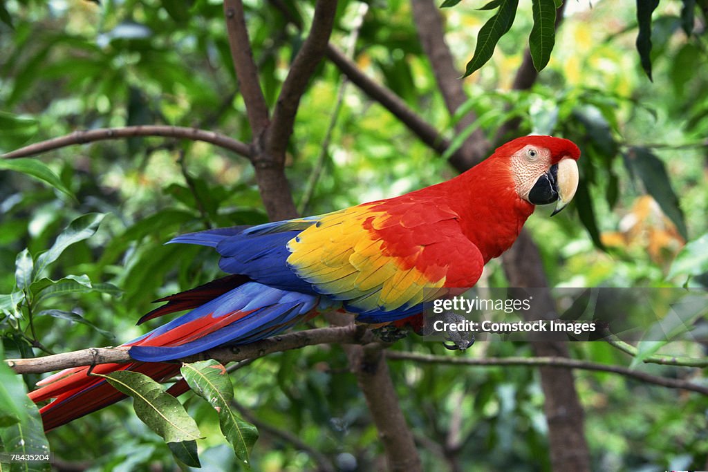 Scarlet macaw on tree limb