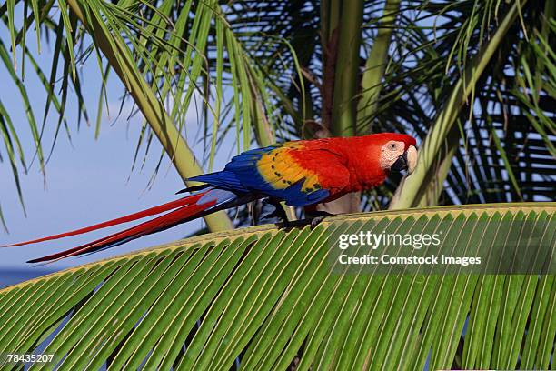 scarlet macaw perched on palm frond , honduras - parrot stock pictures, royalty-free photos & images