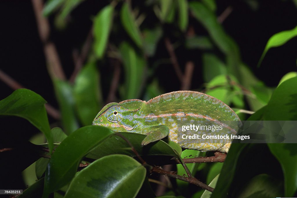 Jewel chameleon on leaves