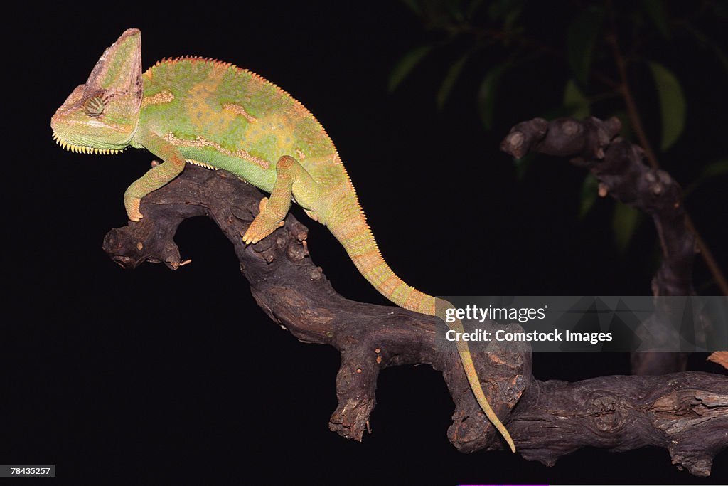 Veiled chameleon on tree branch