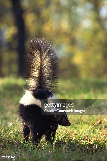 striped skunk - skunk stock pictures, royalty-free photos & images