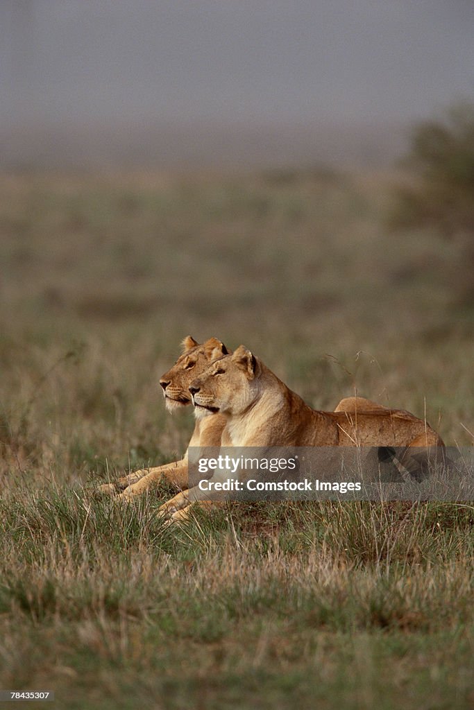 Lionesses in grasslands , Kenya , Africa
