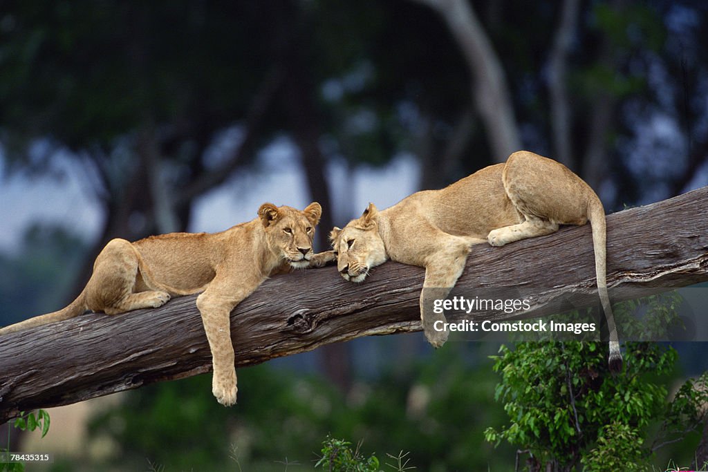 Lion cubs lying on tree branch , Kenya , Africa