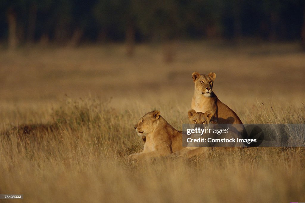 Lionesses in grasslands , Kenya , Africa