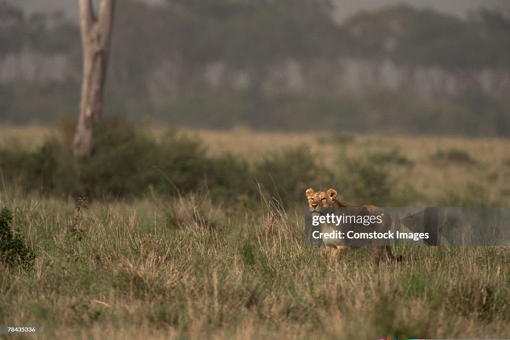 Lioness hunting in grasslands , Kenya , Africa