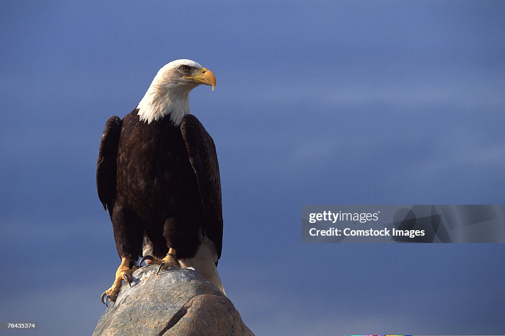 Bald eagle perched , Alaska