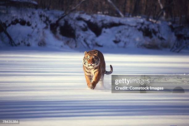 siberian tiger running through snow - tiger running stock pictures, royalty-free photos & images