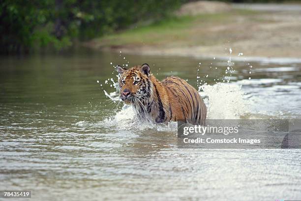 bengal tiger wading through water , nepal , india - nepal tiger stock pictures, royalty-free photos & images