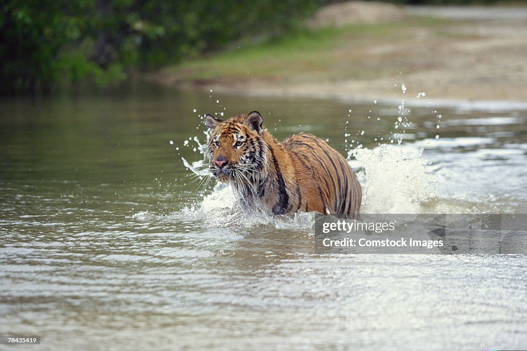 Bengal tiger wading through water , Nepal , India