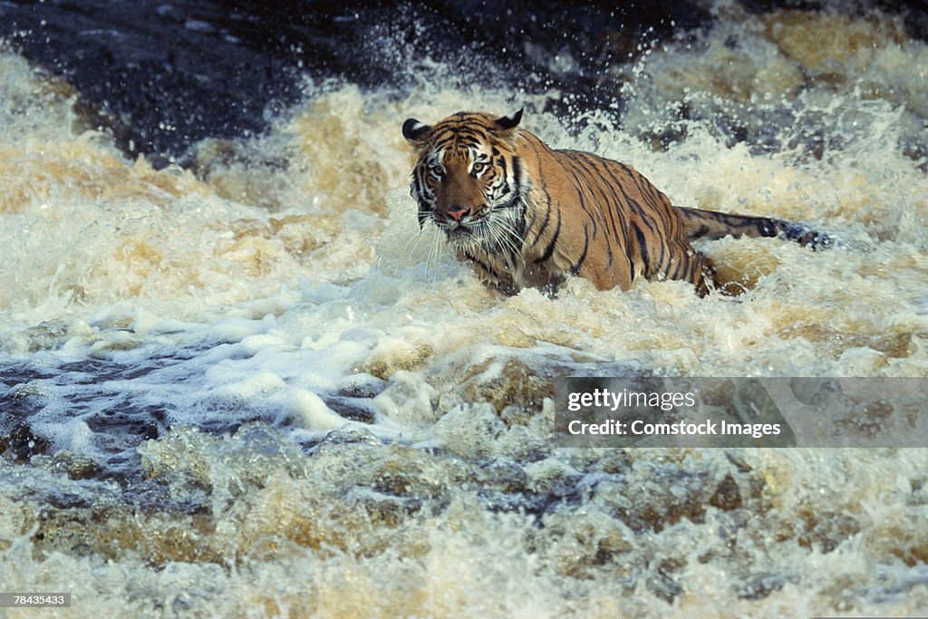 Bengal tiger fishing in white water